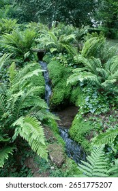 A small stream flows gently through a verdant area filled with ferns and ivy, creating a peaceful atmosphere in the forest.