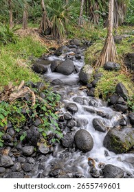 Small stream flows over rocks surrounded by lush greenery and tall trees in a forest, La Réunion, France