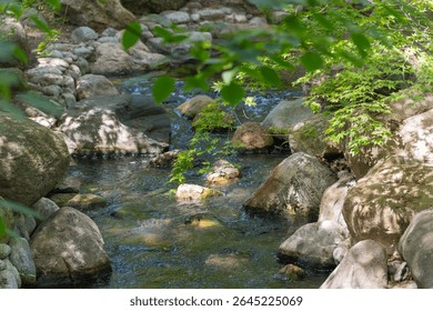 A small stream flows quietly between moss-covered rocks under a dense canopy of leaves. Sunlight dances on the water, creating a peaceful forest ambiance.