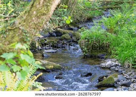 A small stream flows through a lush green forest. Trefor - Gwynedd - Lleyn Peninsula - Wales - Great Britain
