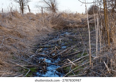 A small stream flows through an overgrown lowland littered with dry last year's grass and branches. Single trees and wild bushes grow on the banks under a light spring sky.