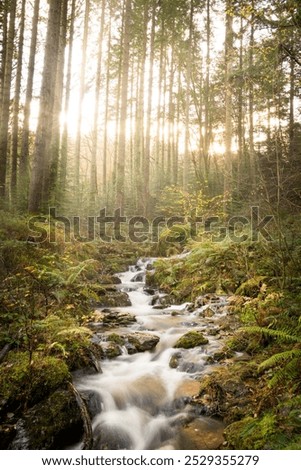 A small stream flows through this forest in Snowdonia National Park as the sunlight shines through the trees in the background. Woodland ferns provide a nice, vibrant green colour in the foreground