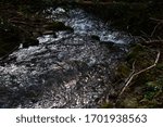 
Small stream in the forest.