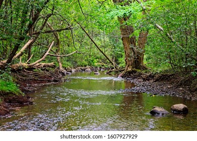 Small stream in the forest