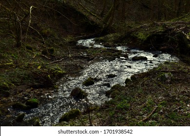 
Small stream in the forest.
