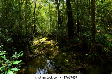 Small stream in the forest of Borneo