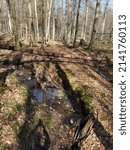 Small stream in forest in spring 