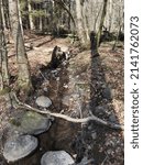 Small stream in forest in spring 