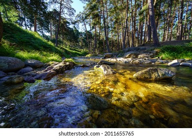 Small stream in the forest with sunlight between the trees at sunrise.