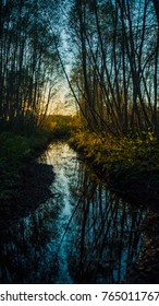Small stream in forest at sunset