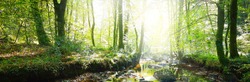 Small Stream In A Green Deciduous Forest. France. Picturesque Panoramic Scenery. Idyllic Landscape. Soft Sunlight, Sunbeams. Pure Nature, Ecology, Environmental Conservation