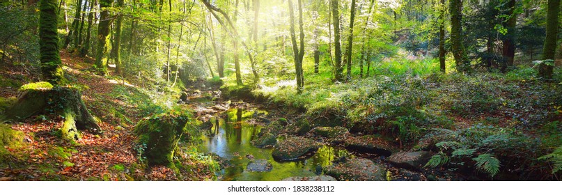 Small stream in a green deciduous forest. France. Picturesque panoramic scenery. Idyllic landscape. Soft sunlight, sunbeams. Pure nature, ecology, environmental conservation - Powered by Shutterstock