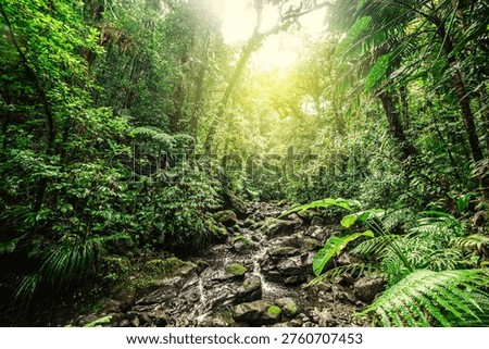 Small stream in the jungle surrounded by thick tropical vegetation in Basse Terre. Guadeloupe, West Indies, Caribbean
