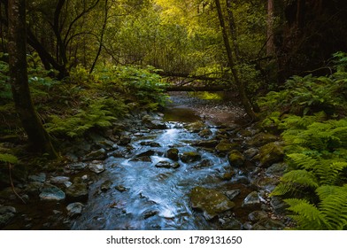 Small Stream In Muir Woods