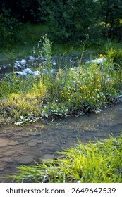 a small stream. a small and narrow stream flows between summer vegetation in a field