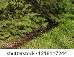 small stream in the Park