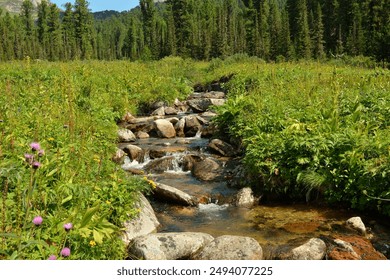 A small stream with a rocky bed crosses a clearing at the edge of a dense cedar forest on a sunny summer day. Ergaki Natural Park, Krasnoyarsk Territory, Siberia, Russia. - Powered by Shutterstock