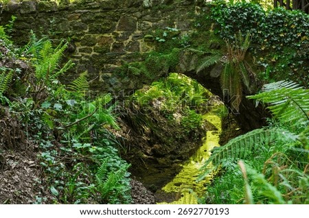 Small stream running through dense woodland vegetation in rural countryside valley ravine gorge with microclimate
