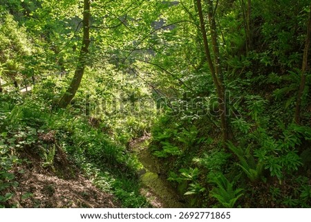 Small stream running through dense woodland vegetation in rural countryside valley ravine gorge with microclimate