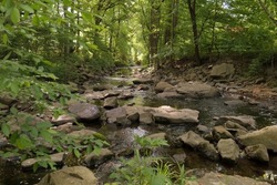 A Small Stream Running Through The Forest Turns It Into A Cozy Oasis. Not Far From Wilmington (Delaware, USA).