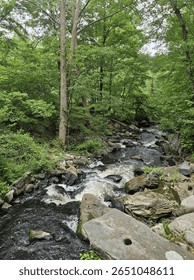 Small stream running through forest.