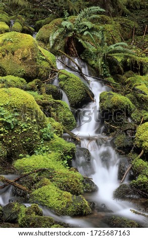 Small stream running through moss pads in the temperate rainforest, Mount Rainier National Park, Washington state