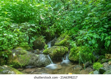 Small Stream In The Shenandoah Mountains