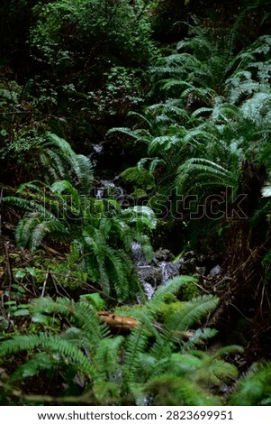 A small stream trickles down a rocky hillside surrounded by lush green sword ferns and mossy stones in the Redwood forest of Northern California. Deep shadows and vibrant green foliage highlight the dense forest understory.