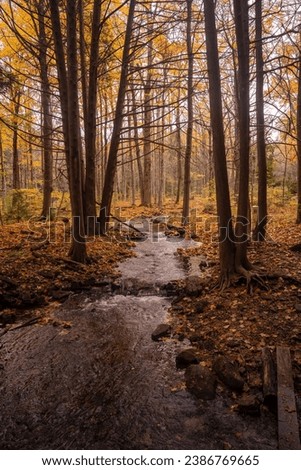 A small stream trickles through a brightly coloured fall forest. Leaves line the edges.