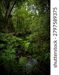 A small stream winds through dense indigenous forest with thick overhead canopy, ferns and undergrowth creating a verdant, humid woodland environment typical of South Africa
