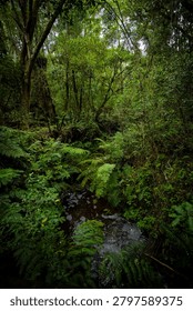 A small stream winds through dense indigenous forest with thick overhead canopy, ferns and undergrowth creating a verdant, humid woodland environment typical of South Africa's Garden Route forests.