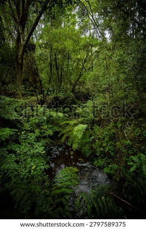 A small stream winds through dense indigenous forest with thick overhead canopy, ferns and undergrowth creating a verdant, humid woodland environment typical of South Africa's Garden Route forests.