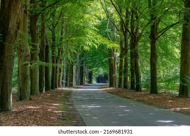 Small street with curve and trees trunk along the way, Spring landscape view with a row of tree on the both side of the road in Dutch countryside in province of Drenthe, Netherlands.
