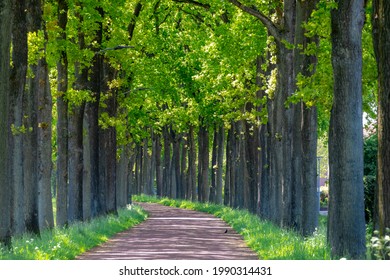 Small street with trees trunk along the way, Spring landscape view with a row of tree on the both side of the road in Dutch countryside in province of Drenthe, Netherlands. - Shutterstock ID 1990314431