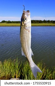 A small striped bass hanging on a fishing line and a hook