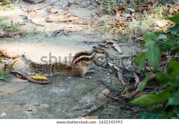 A small striped ground squirrel (fat dormouse )\
rodent family, eating nut food in a public park. Animal living\
organism behavior. Close-up. Animal wildlife wilderness area\
background. Tripura India