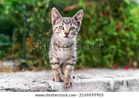 A small striped kitten is sitting outside on the asphalt in the park. Portrait of a gray stray kitten. Street cats.