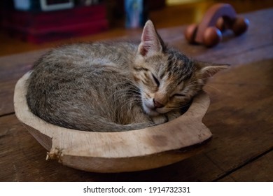 Small striped kitten sleeping in a bowl on wooden table - Powered by Shutterstock