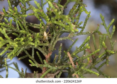 Small Striped Lynx Spider On Texas Cedar Branch. Isolated Closeup. Oxyopes Salticus. Ash Juniper