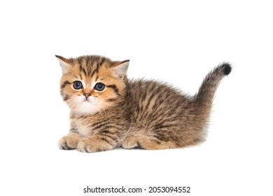 Small striped Scottish kitten of golden color, isolated on a white background