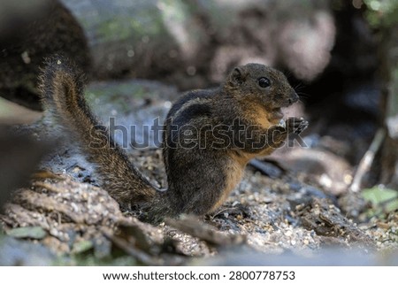 A small striped squirrel eats food on the forest floor in Borneo.