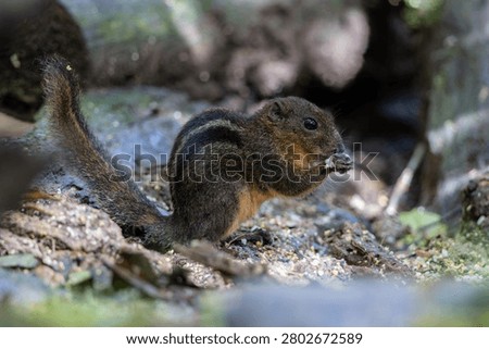 A small striped squirrel eats food on the forest floor in Borneo.