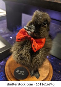 A Small Stuffed Mounted Duck