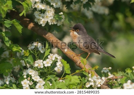 A small subalpine warbler bird perched in a flowering hawthorn tree.