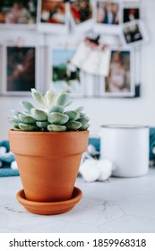 Small Succulent House Plant On A Desk With A Coffee Cup And Picture Vision Board On The Background. Cozy Home Concept. Bright Scandinavian Decor. 