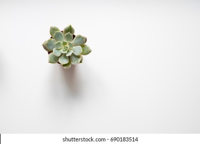 Small Succulent Plant  On White Background