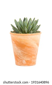 Small Succulent Plant, Pachyphytum Hookeri Genus, In Terra Cotta Flower Pot Isolated  On White Background