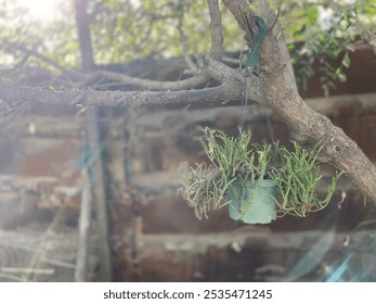 A small succulent plant with spiky green foliage grows in a mint-colored hanging pot, suspended from a tree branch. The background is softly blurred, creating a peaceful garden atmosphere. - Powered by Shutterstock