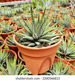 Small Succulent Plant Zebra Plant