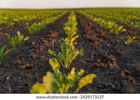 A small sugar beet grows in the field. Sugar beet grows at sunset. Sugar beet crops.